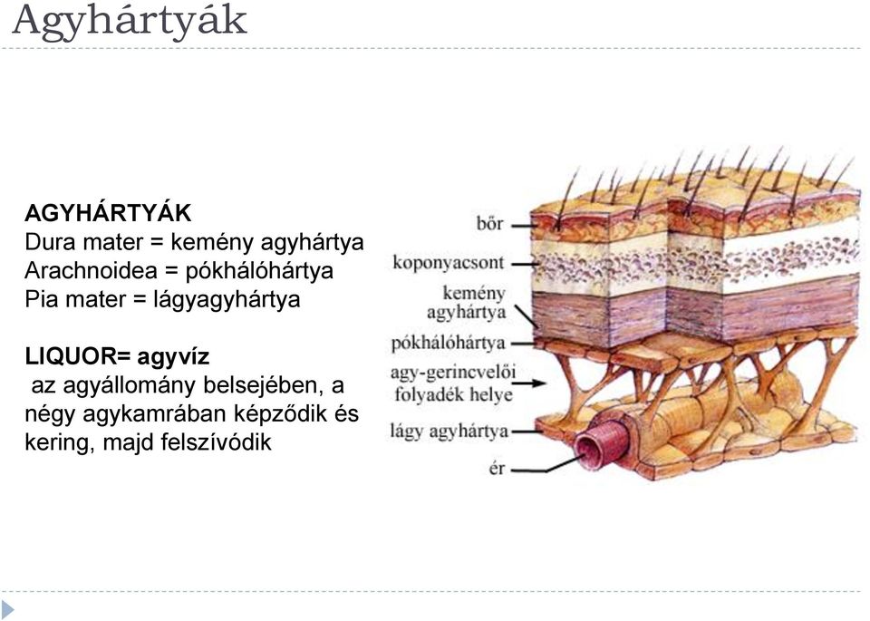 lágyagyhártya LIQUOR= agyvíz az agyállomány