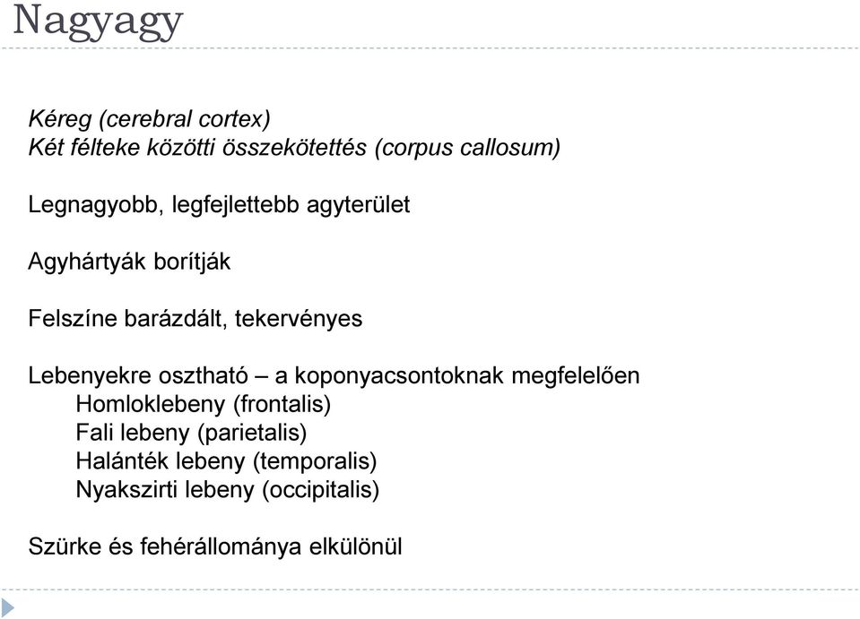 Lebenyekre osztható a koponyacsontoknak megfelelően Homloklebeny (frontalis) Fali lebeny