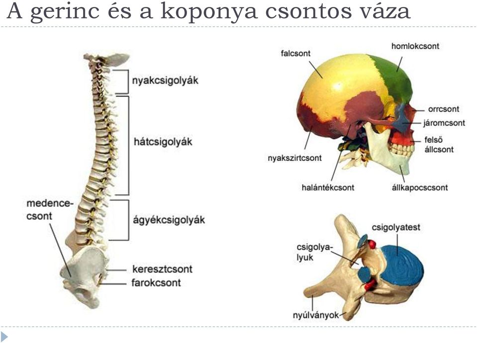 koponya
