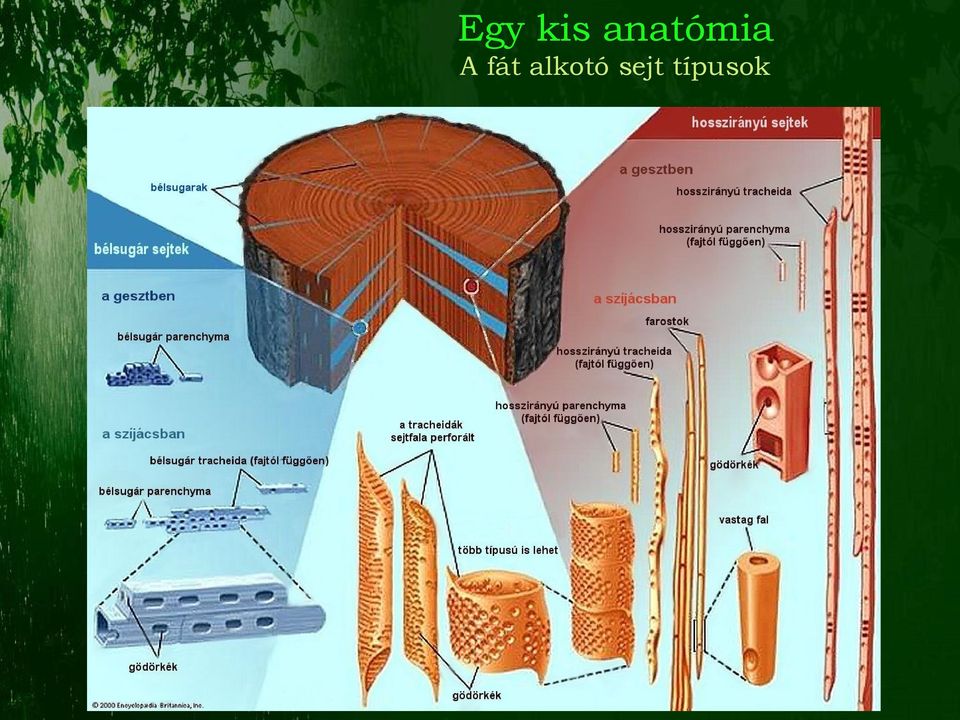 fát alkotó