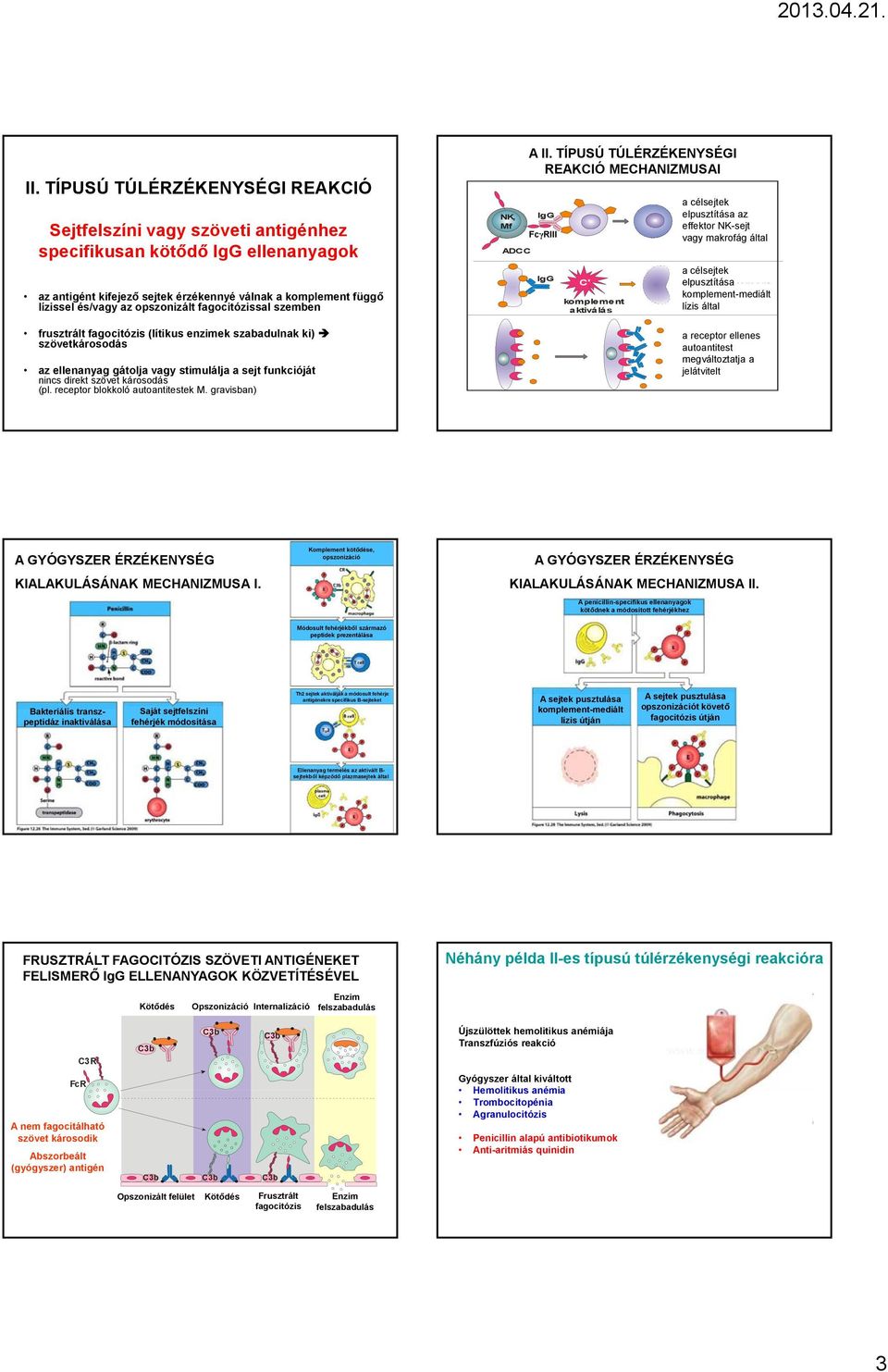 receptor blokkoló autoantitestek M. gravisban) NK, Mf ADCC A II.