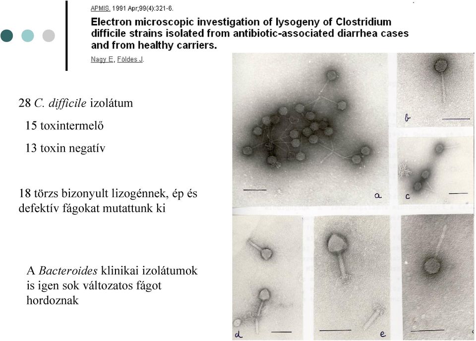 defektív fágokat mutattunk ki A Bacteroides