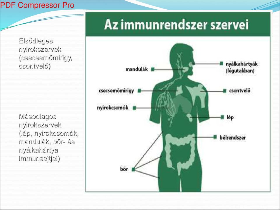 Másodlagos nyirokszervek (lép,