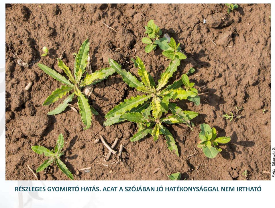 ACAT A SZÓJÁBAN JÓ