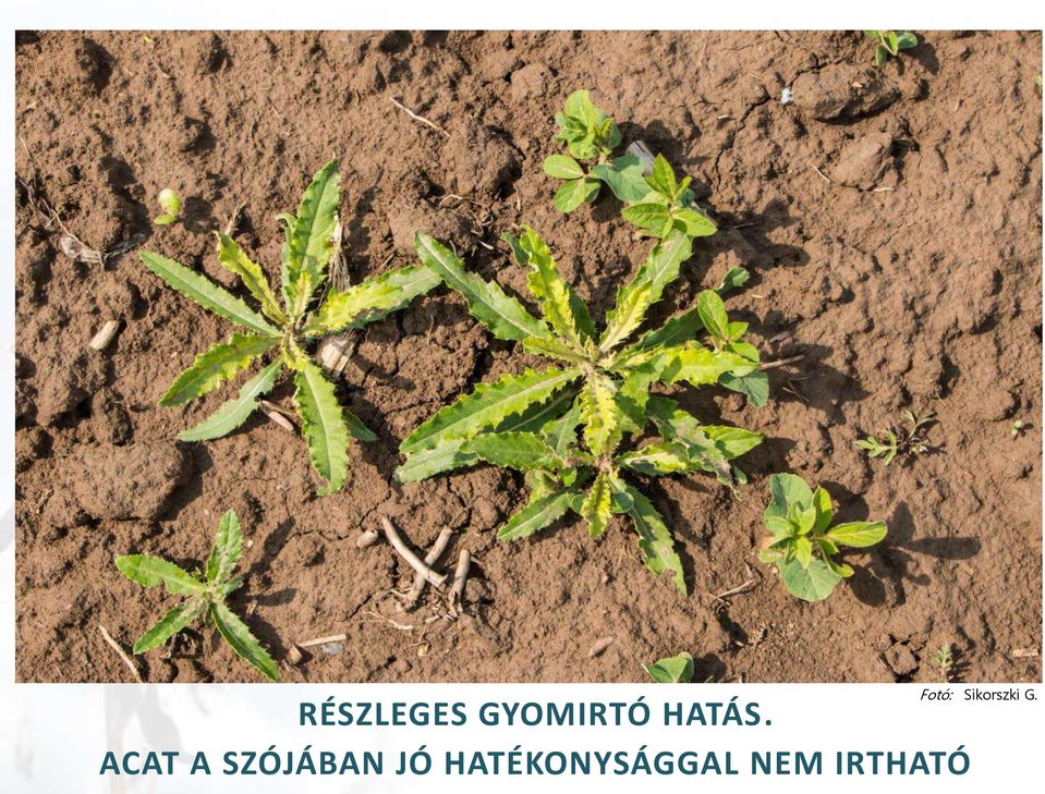 HATÁS.