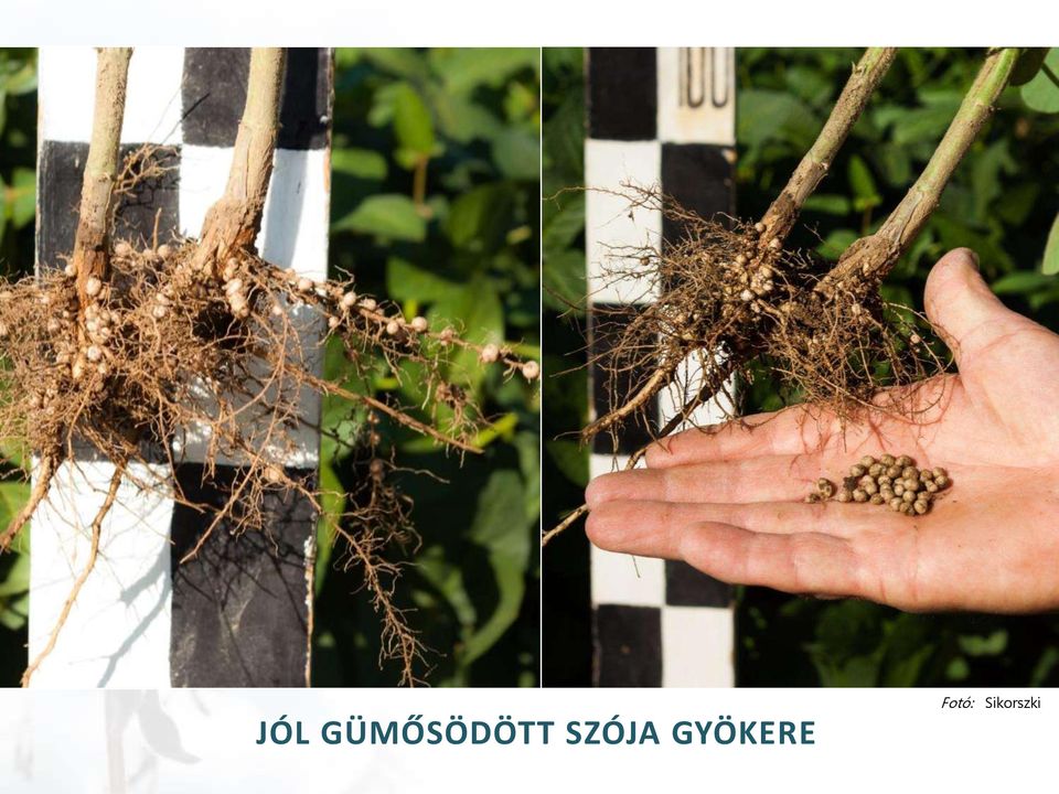 SZÓJA