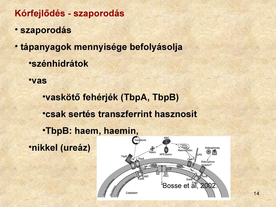 fehérjék (TbpA, TbpB) csak sertés transzferrint