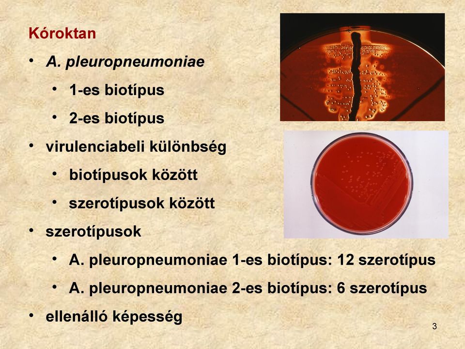 különbség biotípusok között szerotípusok között szerotípusok A.