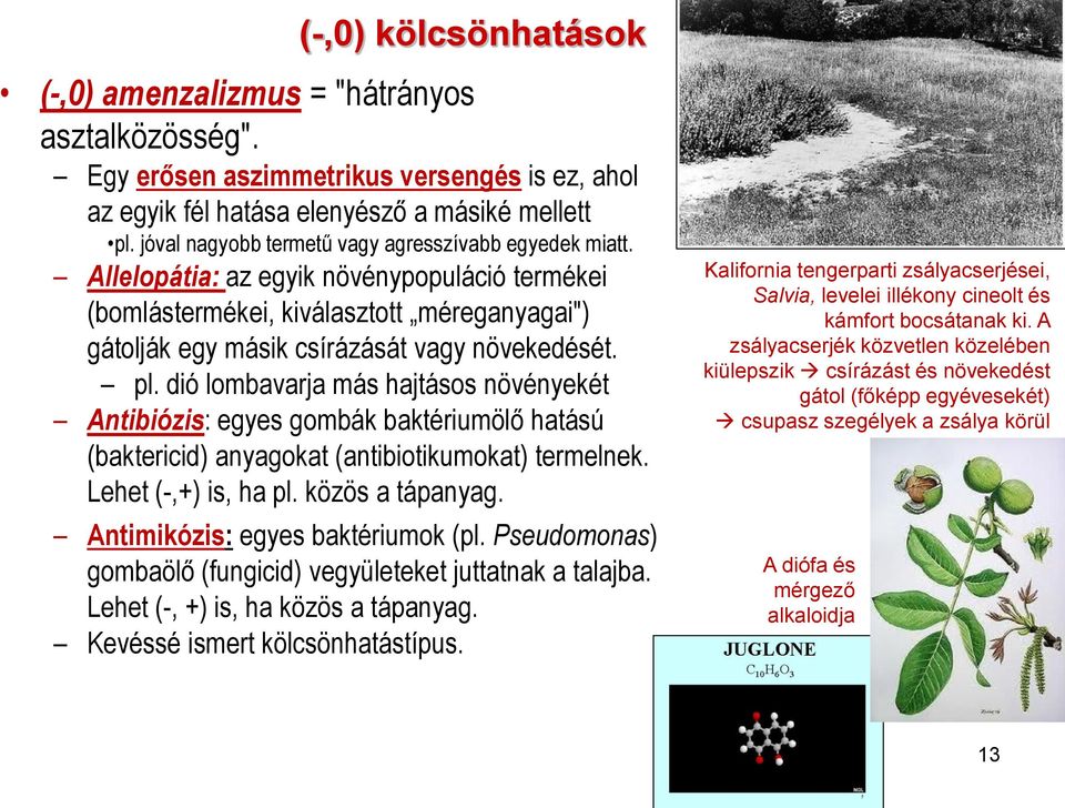 dió lombavarja más hajtásos növényekét Antibiózis: egyes gombák baktériumölő hatású (baktericid) anyagokat (antibiotikumokat) termelnek. Lehet (-,+) is, ha pl. közös a tápanyag.