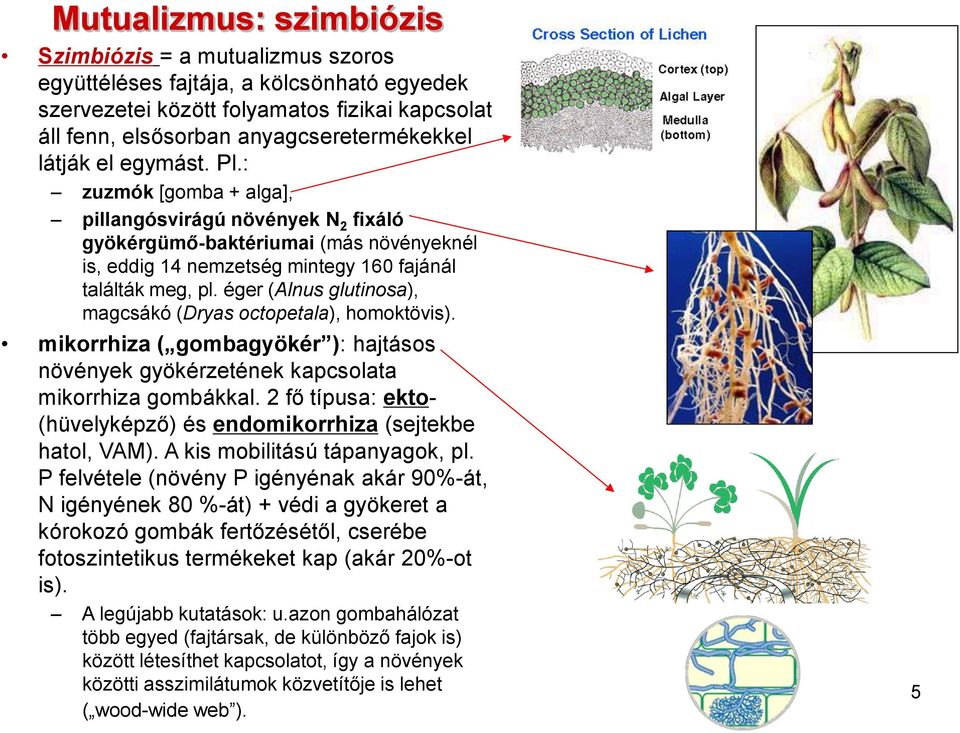 éger (Alnus glutinosa), magcsákó (Dryas octopetala), homoktövis). mikorrhiza ( gombagyökér ): hajtásos növények gyökérzetének kapcsolata mikorrhiza gombákkal.
