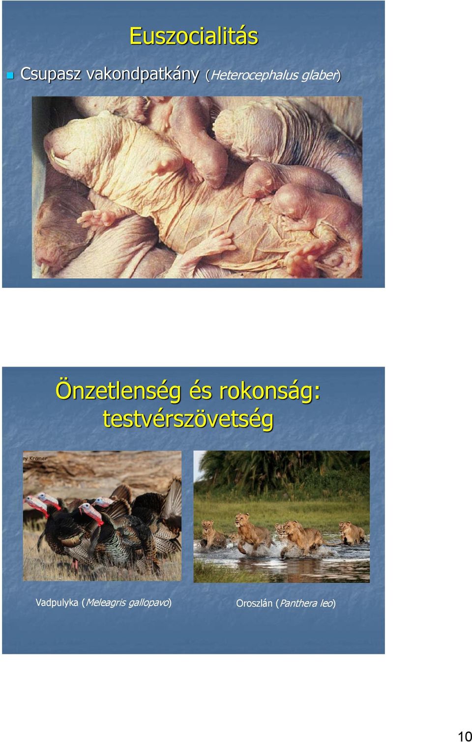 rokonság: testvérszövetség Vadpulyka