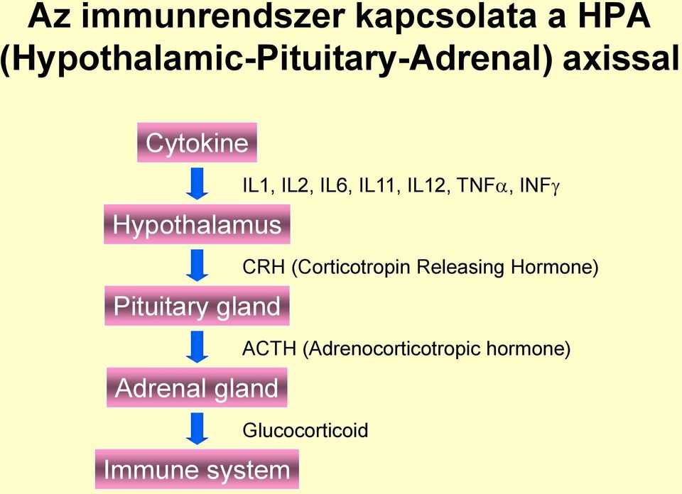 system IL1, IL2, IL6, IL11, IL12, TNF, INFg CRH (Corticotropin