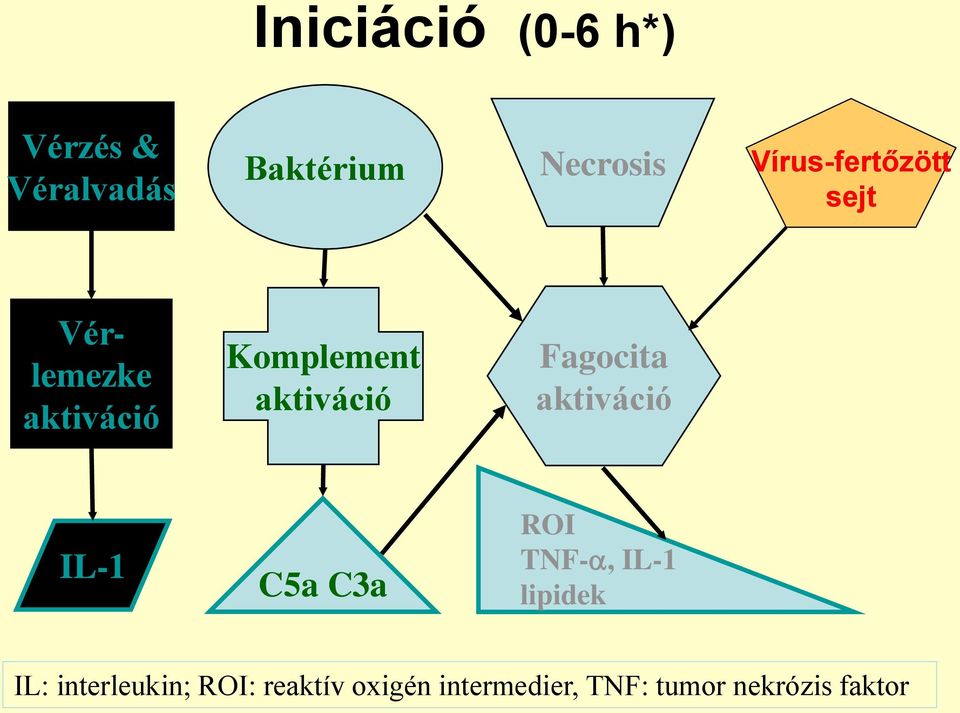 Fagocita aktiváció IL-1 C5a C3a ROI TNF-, IL-1 lipidek IL: