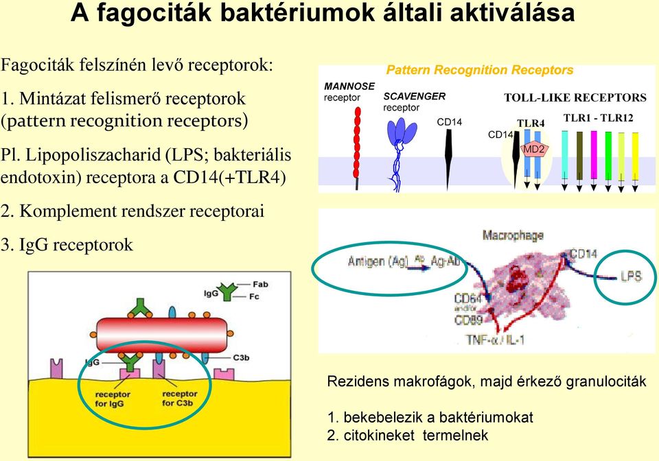 Lipopoliszacharid (LPS; bakteriális endotoxin) receptora a CD14(+TLR4) 2.