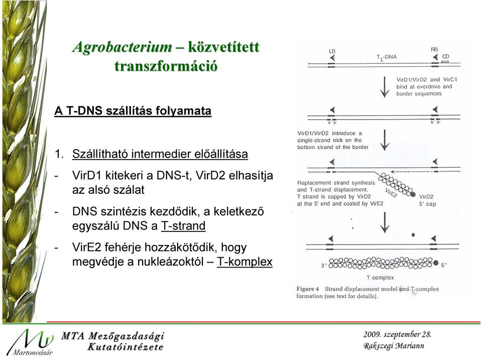 elhasítja az alsó szálat - DNS szintézis kezdődik, a keletkező egyszálú