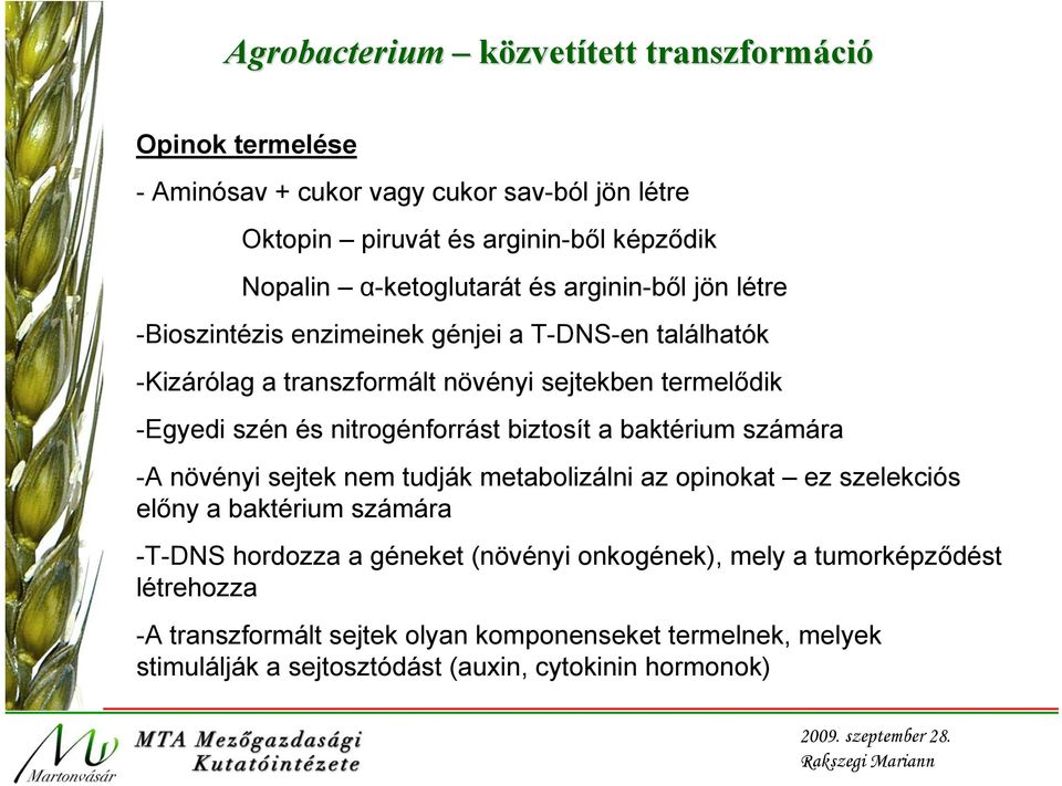 és nitrogénforrást biztosít a baktérium számára -A növényi sejtek nem tudják metabolizálni az opinokat ez szelekciós előny a baktérium számára -T-DNS hordozza a