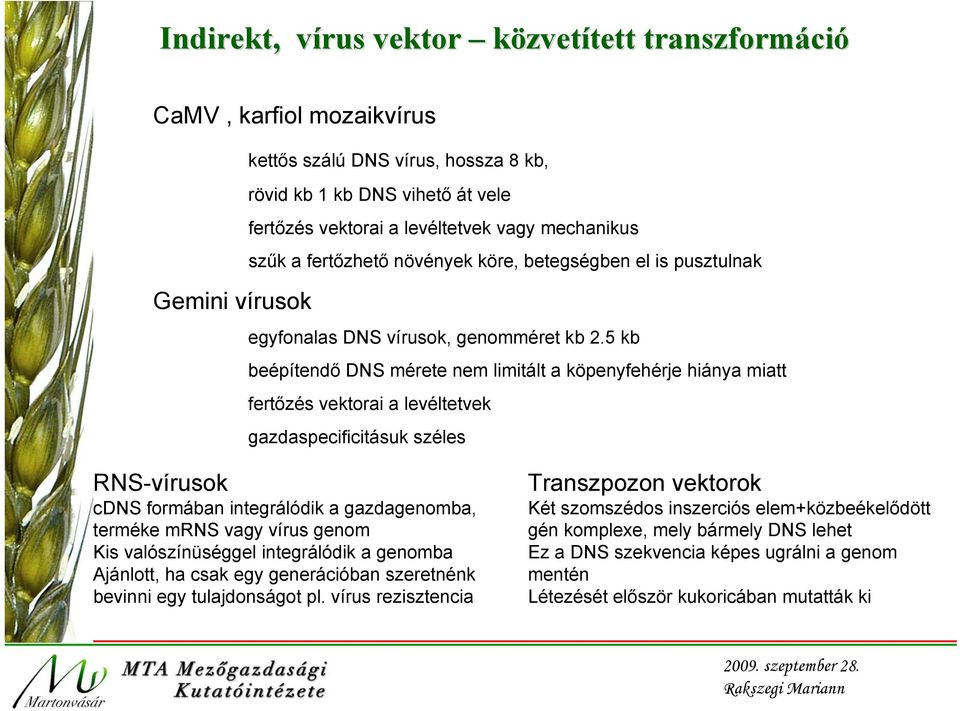 5 kb beépítendő DNS mérete nem limitált a köpenyfehérje hiánya miatt fertőzés vektorai a levéltetvek gazdaspecificitásuk széles RNS-vírusok cdns formában integrálódik a gazdagenomba, terméke mrns