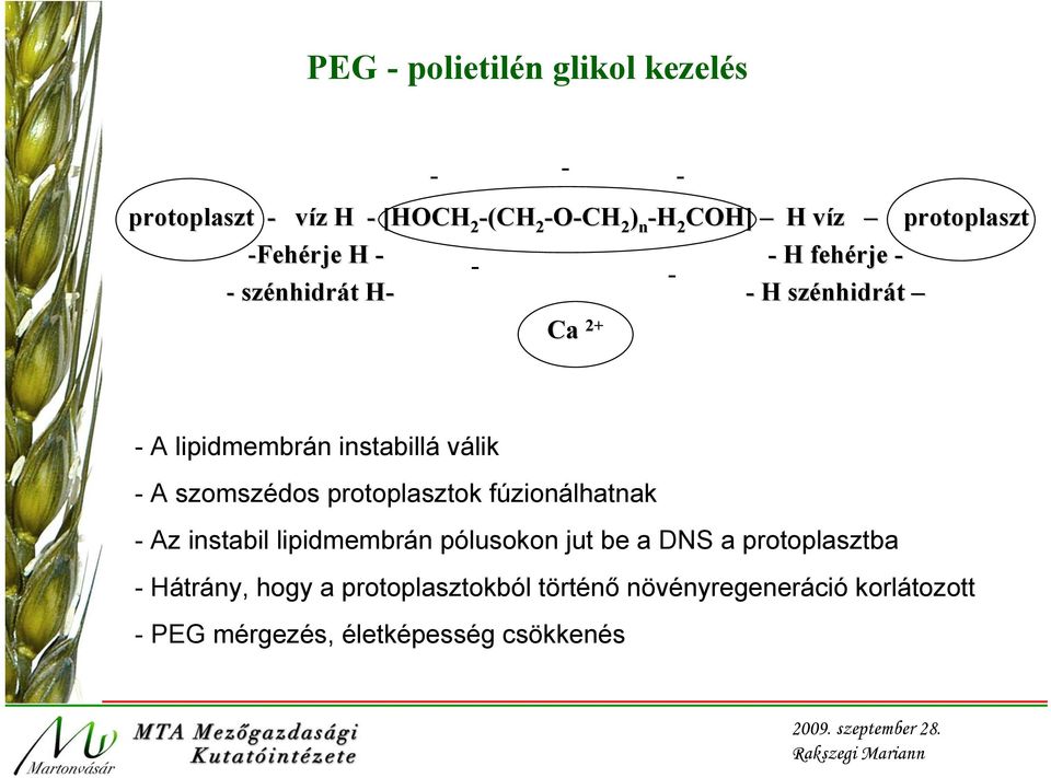 - A szomszédos protoplasztok fúzionálhatnak - Az instabil lipidmembrán pólusokon jut be a DNS a protoplasztba