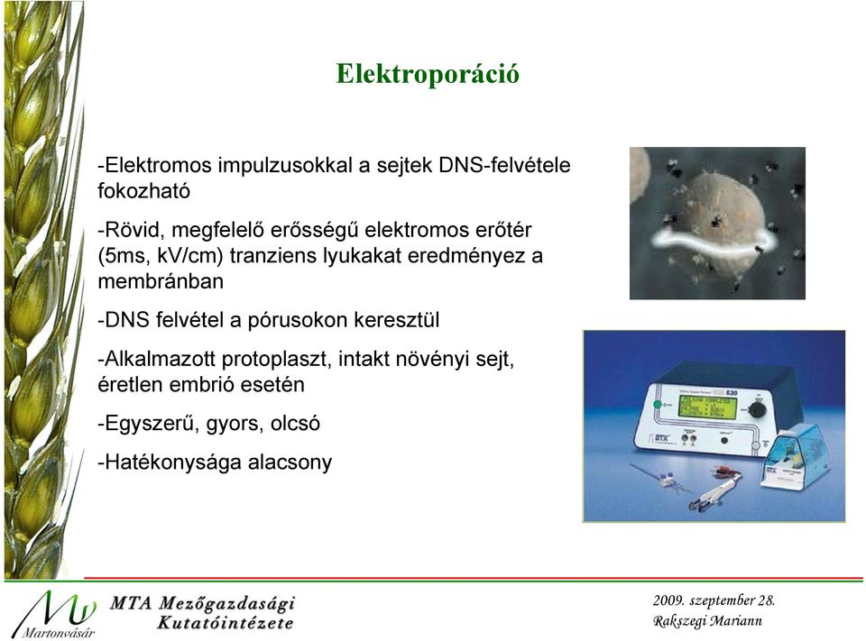 membránban -DNS felvétel a pórusokon keresztül -Alkalmazott protoplaszt, intakt