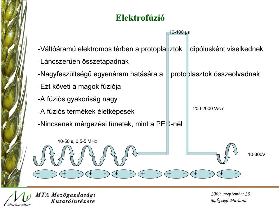 -Ezt követi a magok fúziója -A fúziós gyakoriság nagy -A fúziós termékek életképesek -Nincsenek