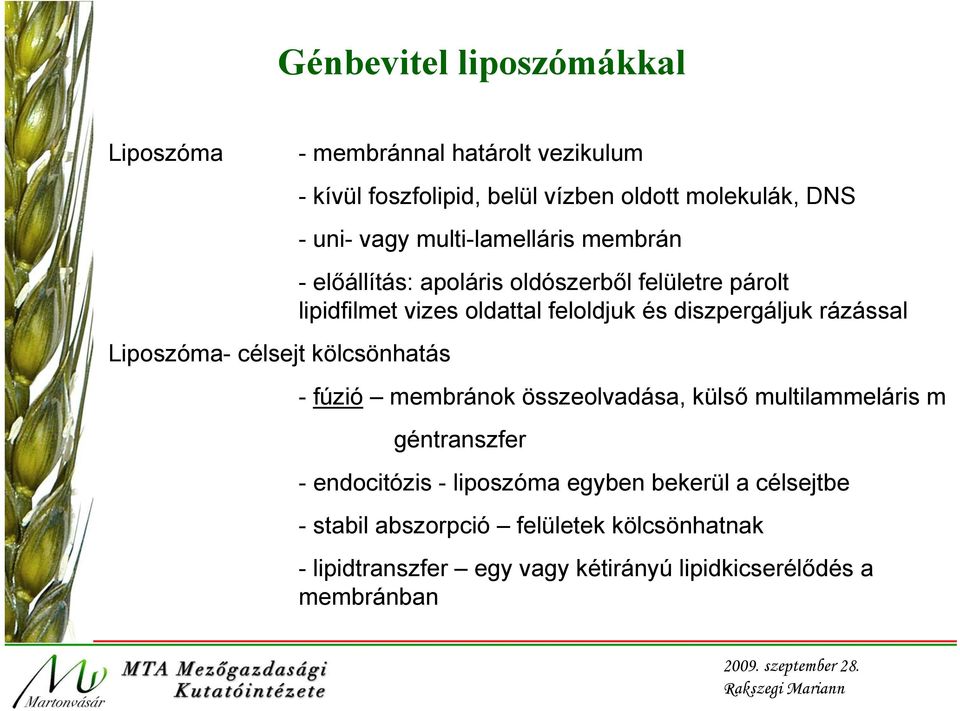 oldattal feloldjuk és diszpergáljuk rázással - fúzió membránok összeolvadása, külső multilammeláris m géntranszfer - endocitózis -