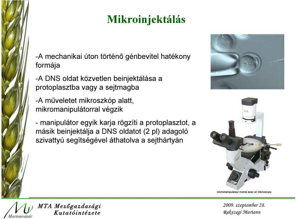 alatt, mikromanipulátorral végzik - manipulátor egyik karja rögzíti a protoplasztot, a