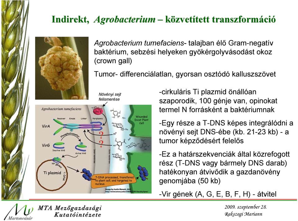 opinokat termel N forrásként a baktériumnak -Egy része a T-DNS képes integrálódni a növényi sejt DNS-ébe (kb.