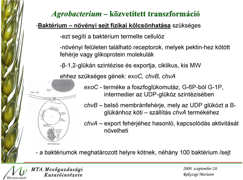 exoc, chvb, chva exoc - terméke a foszfoglükomutáz, G-6P-ból G-1P, intermedier az UDP-glükóz szintézisében chvb belső membránfehérje, mely az UDP glükózt a B-