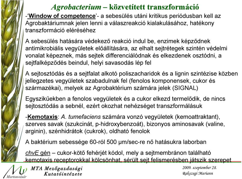 differenciálódnak és elkezdenek osztódni, a sejtfalképződés beindul, helyi savasodás lép fel A sejtosztódás és a sejtfalat alkotó poliszacharidok és a lignin szintézise közben jellegzetes vegyületek