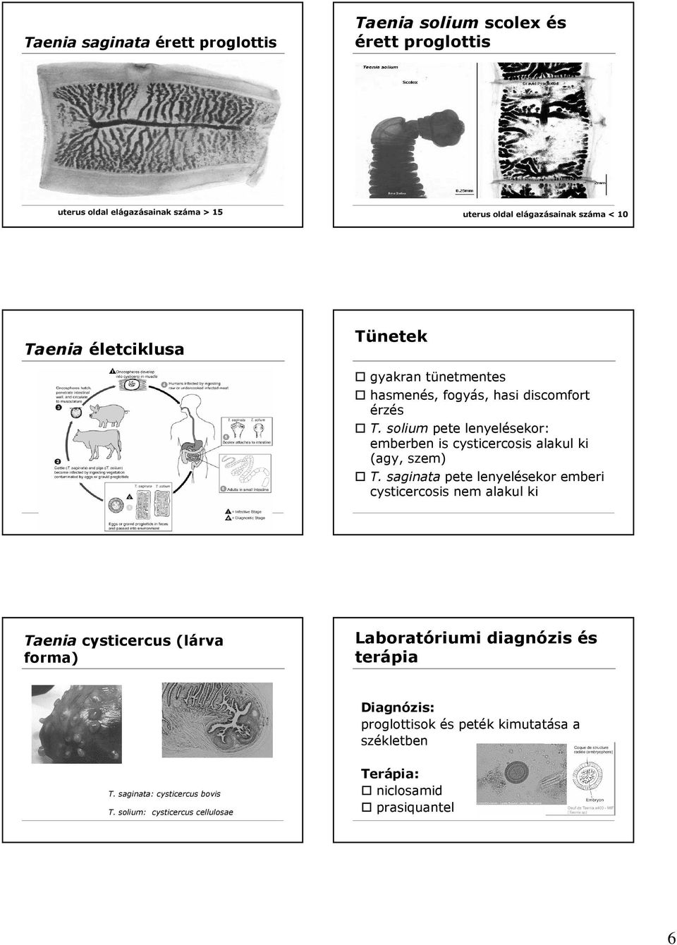 solium pete lenyelésekor: emberben is cysticercosis alakul ki (agy, szem) T.