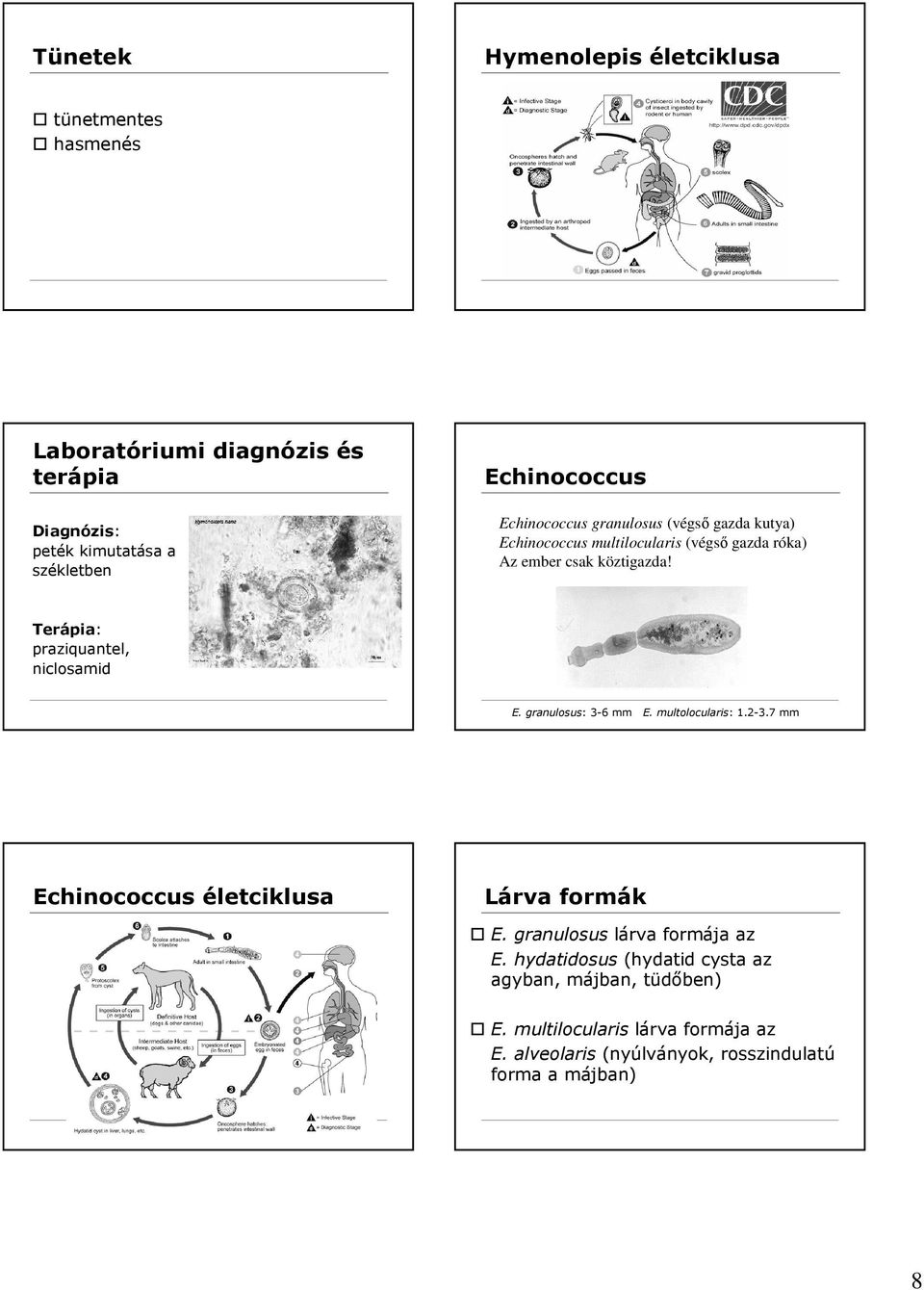 praziquantel, niclosamid E. granulosus: 3-6 mm E. multolocularis: 1.2-3.7 mm Echinococcus életciklusa Lárva formák E.