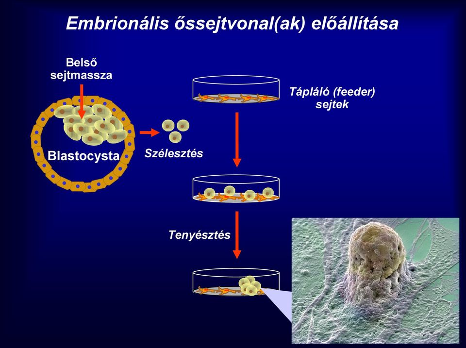 Tápláló (feeder) sejtek