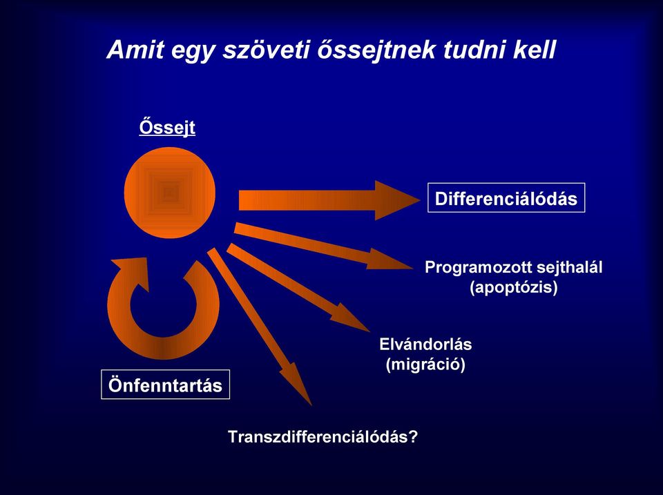 sejthalál (apoptózis) Elvándorlás