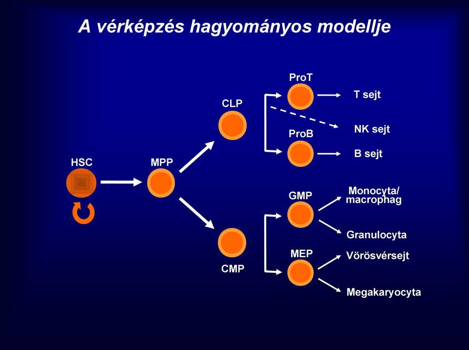 sejt MPP GMP Monocyta/ macrophag