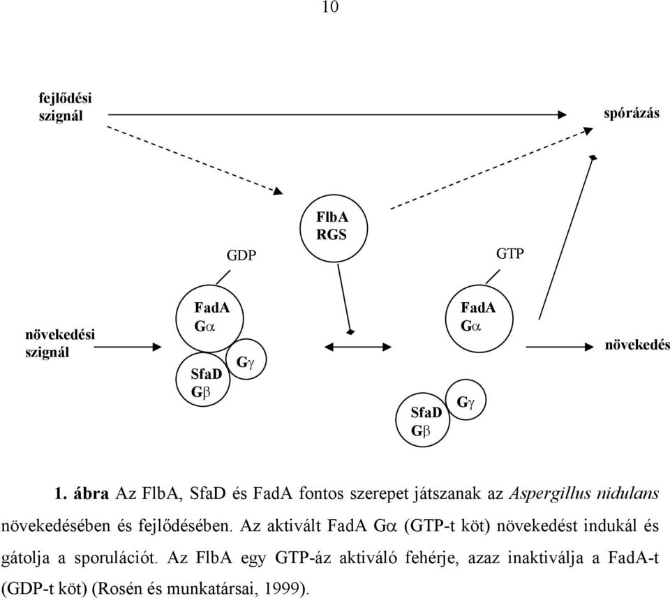 ábra Az FlbA, SfaD és FadA fontos szerepet játszanak az Aspergillus nidulans növekedésében és fejl
