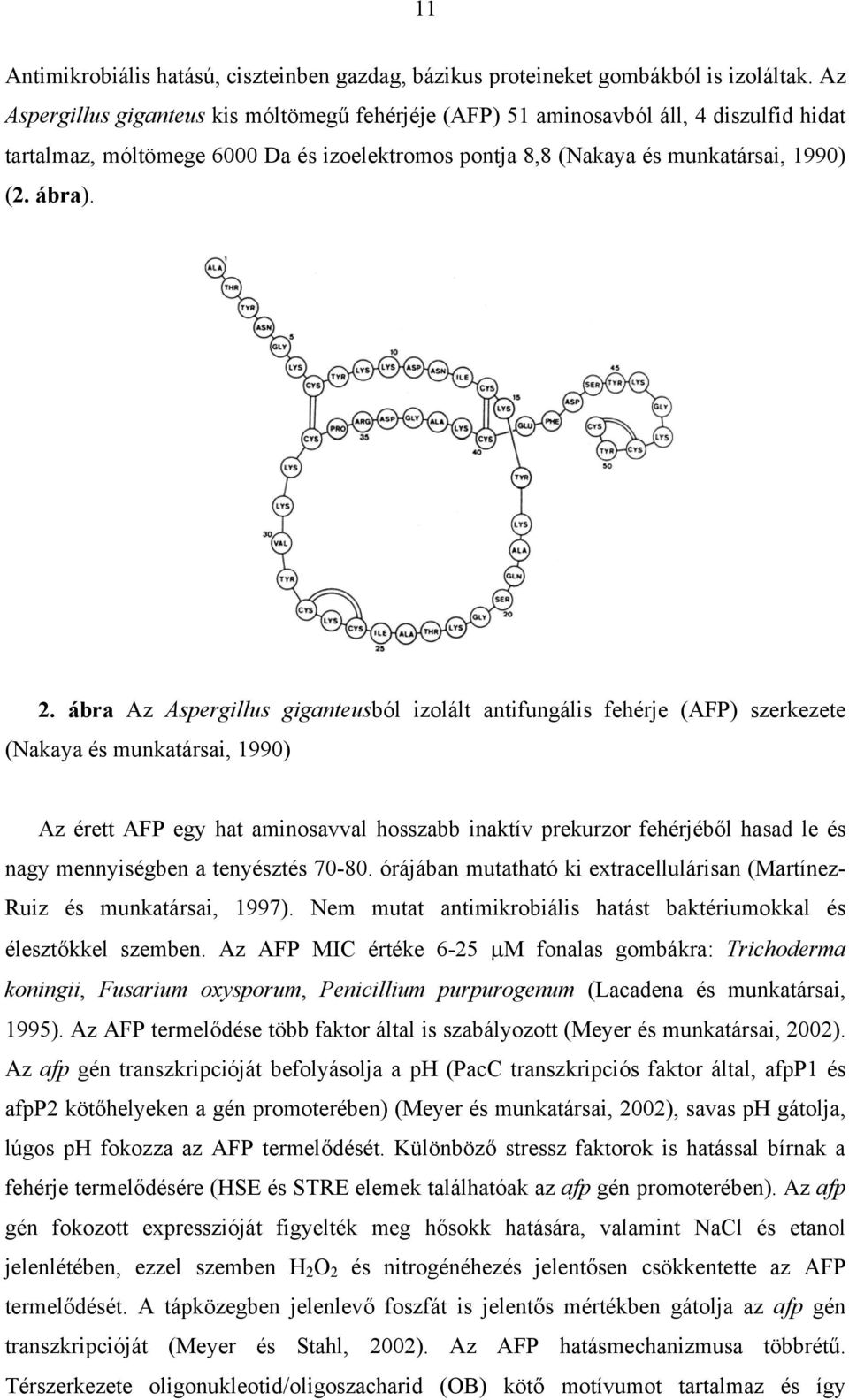 ábra Az Aspergillus giganteusból izolált antifungális fehérje (AFP) szerkezete (Nakaya és munkatársai, 1990) Az érett AFP egy hat aminosavval hosszabb inaktív prekurzor fehérjéb l hasad le és nagy