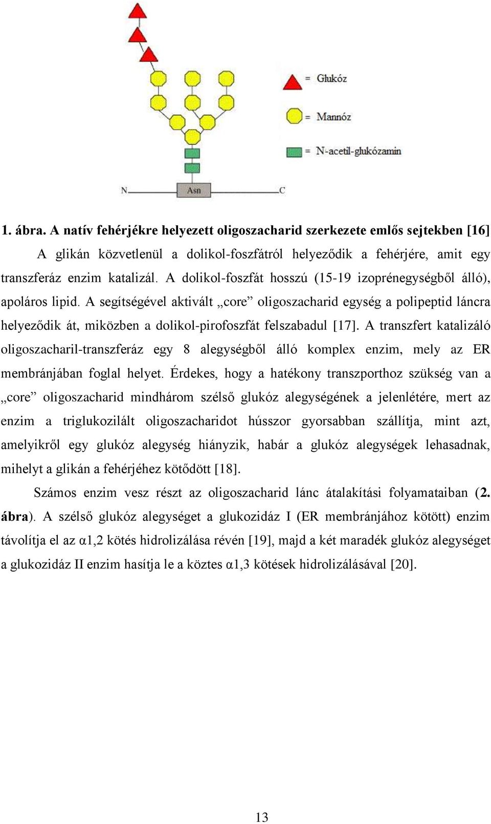 A segítségével aktivált core oligoszacharid egység a polipeptid láncra helyeződik át, miközben a dolikol-pirofoszfát felszabadul [17].