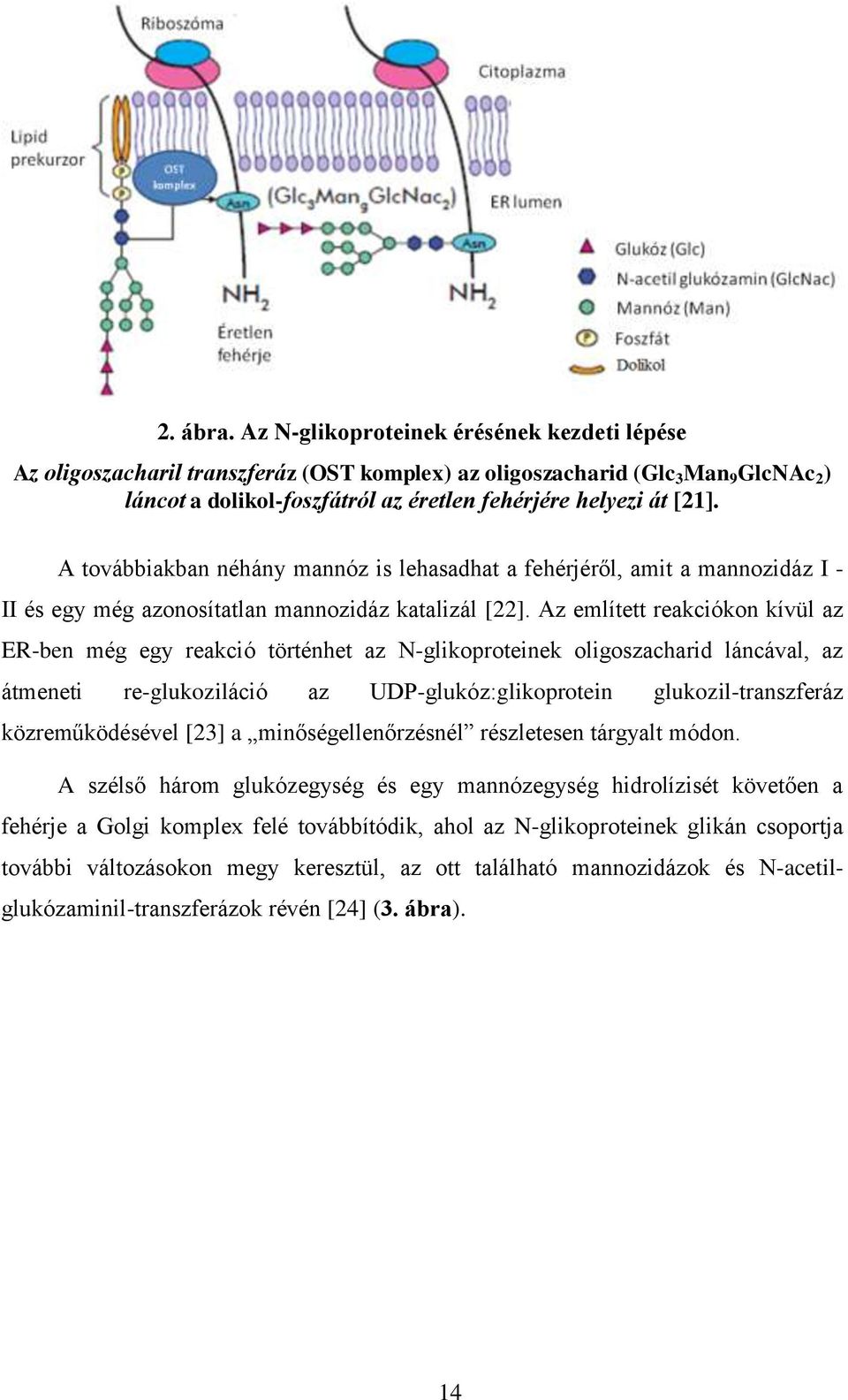 A továbbiakban néhány mannóz is lehasadhat a fehérjéről, amit a mannozidáz I - II és egy még azonosítatlan mannozidáz katalizál [22].