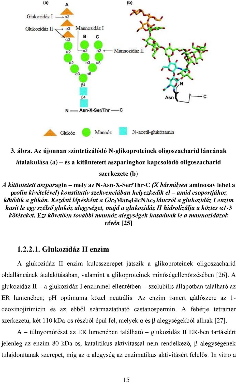 N-Asn-X-Ser/Thr-C (X bármilyen aminosav lehet a prolin kivételével) konstitutív szekvenciában helyezkedik el amid csoportjához kötődik a glikán.