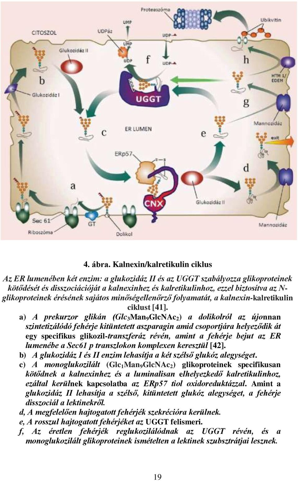 glikoproteinek érésének sajátos minőségellenőrző folyamatát, a kalnexin-kalretikulin ciklust [41].