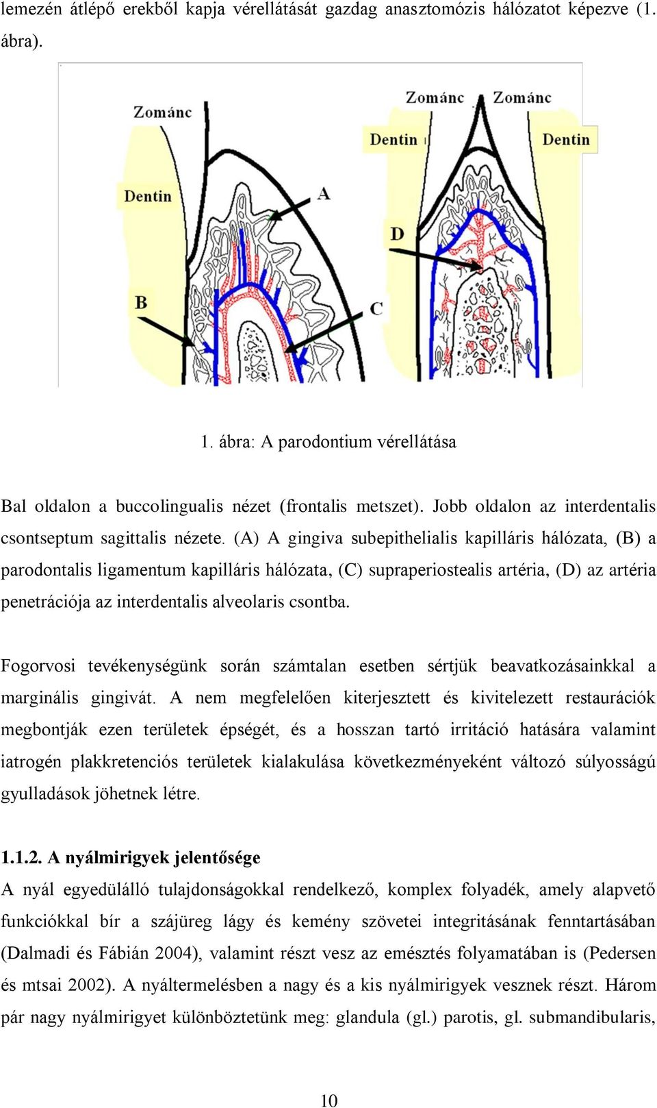 (A) A gingiva subepithelialis kapilláris hálózata, (B) a parodontalis ligamentum kapilláris hálózata, (C) supraperiostealis artéria, (D) az artéria penetrációja az interdentalis alveolaris csontba.