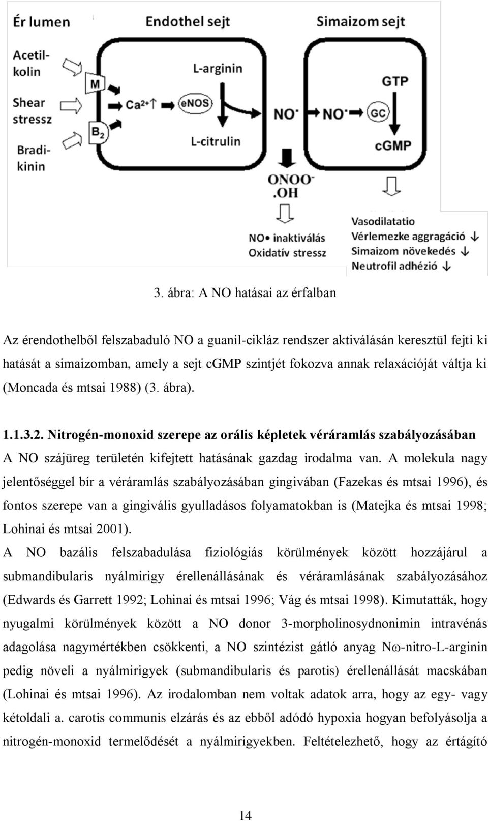 A molekula nagy jelentőséggel bír a véráramlás szabályozásában gingivában (Fazekas és mtsai 1996), és fontos szerepe van a gingivális gyulladásos folyamatokban is (Matejka és mtsai 1998; Lohinai és