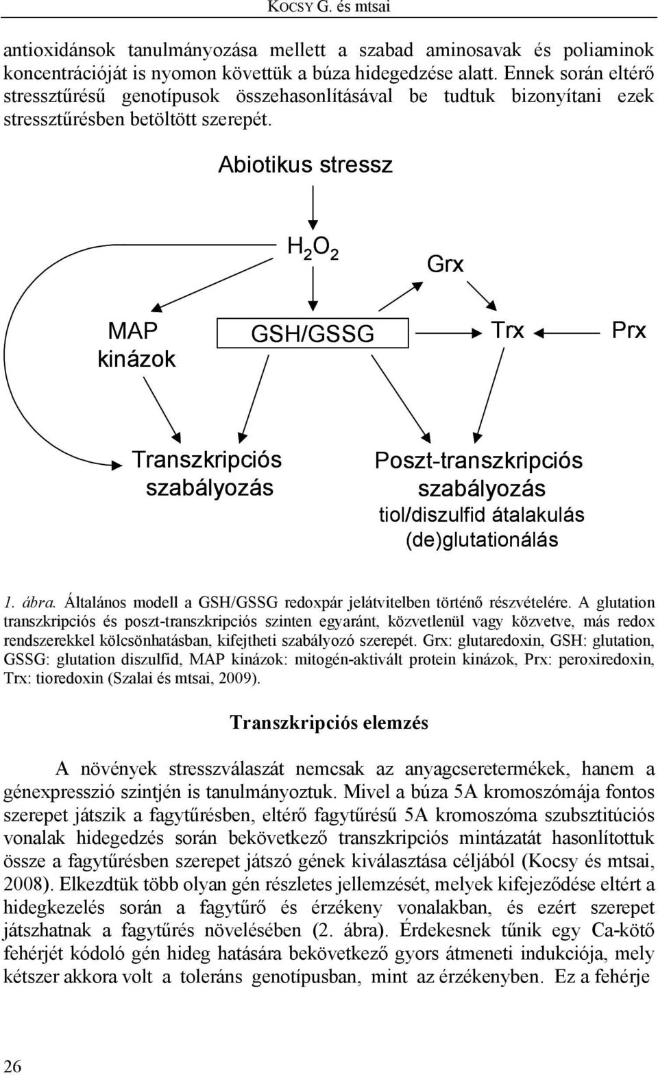 Abiotikus stressz H 2 O 2 Grx MAP kinázok GSH/GSSG Trx Prx Transzkripciós szabályozás Poszt-transzkripciós szabályozás tiol/diszulfid átalakulás (de)glutationálás 1. ábra.