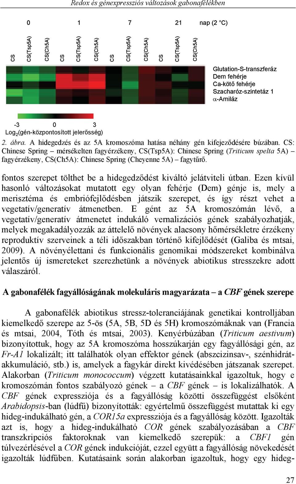 : Chinese Spring mérsékelten fagyérzékeny, (Tsp5A): Chinese Spring (Triticum spelta 5A) fagyérzékeny, (Ch5A): Chinese Spring (Cheyenne 5A) fagytűrő.