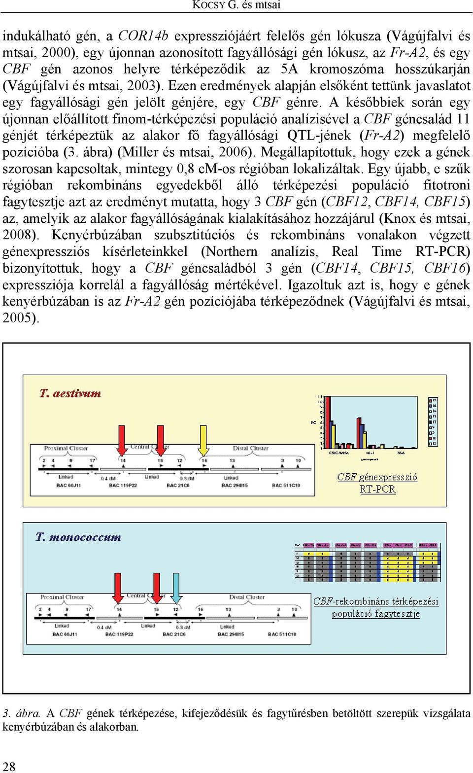 térképeződik az 5A kromoszóma hosszúkarján (Vágújfalvi és mtsai, 2003). Ezen eredmények alapján elsőként tettünk javaslatot egy fagyállósági gén jelölt génjére, egy CBF génre.