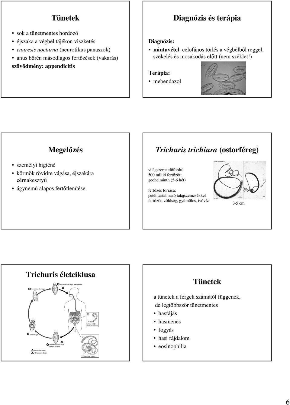 ) Terápia: mebendazol Megelızés Trichuris trichiura (ostorféreg) személyi higiéné körmök rövidre vágása, éjszakára cérnakesztyő ágynemő alapos fertıtlenítése világszerte elıfordul 500