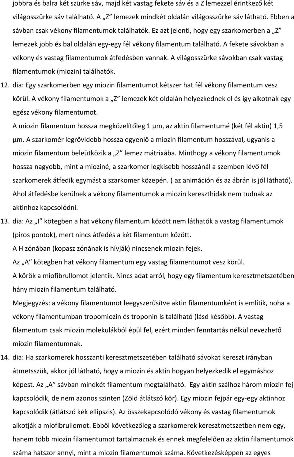 A fekete sávokban a vékony és vastag filamentumok átfedésben vannak. A világosszürke sávokban csak vastag filamentumok (miozin) találhatók. 12.