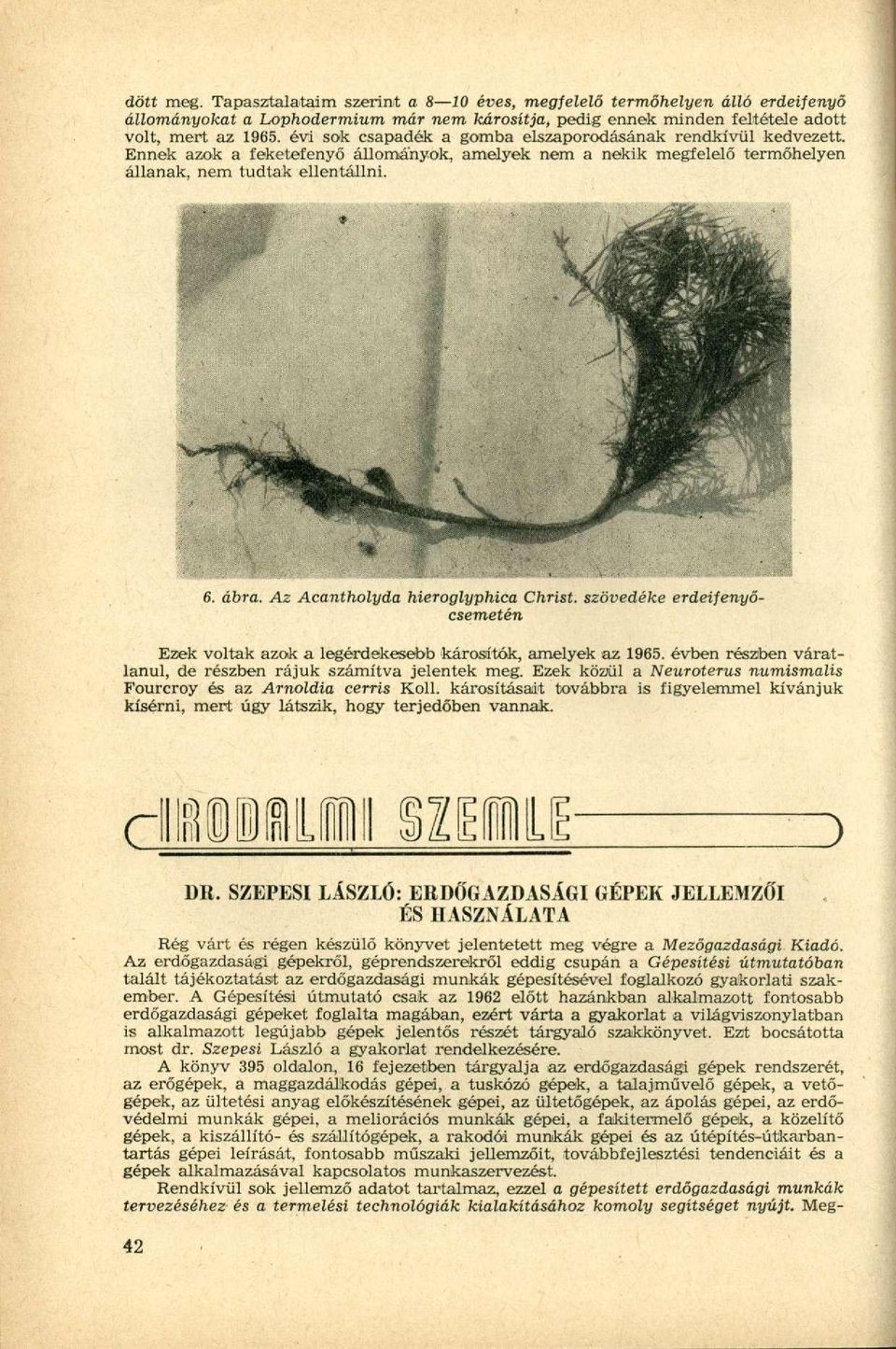 Az Acantholyda hieroglyphica Christ. szövedéke erdeifenyőcsemetén Ezek voltak azok a legérdekesebb károsítok, amelyek az 1965. évben részben váratlanul, de részben rájuk számítva jelentek meg.