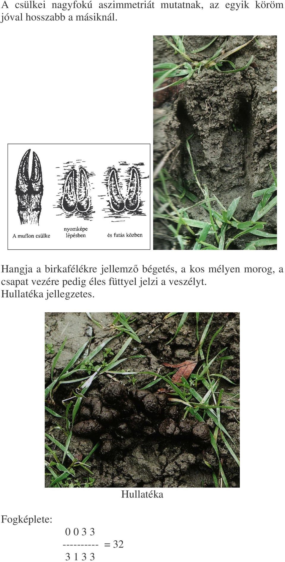 Hangja a birkafélékre jellemz bégetés, a kos mélyen morog, a csapat