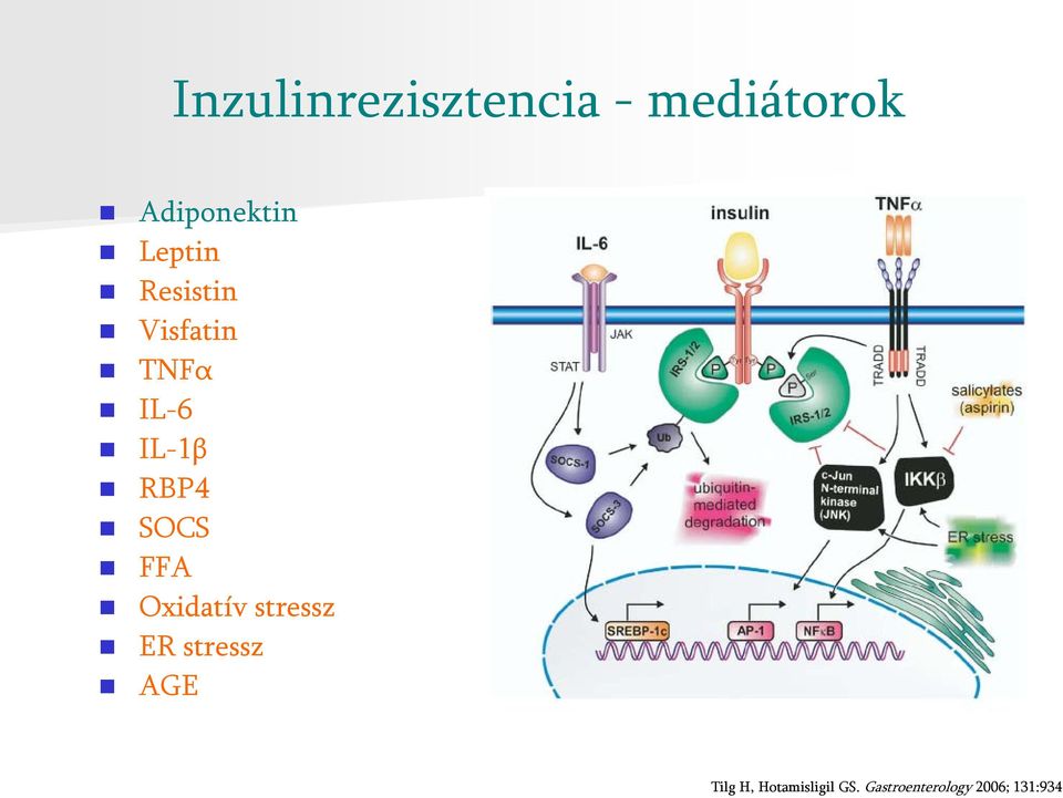 SOCS FFA Oxidatív stressz ER stressz AGE CK, FA